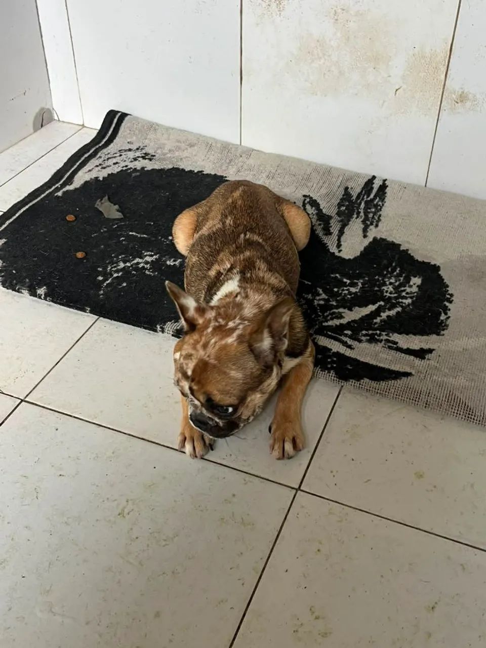 Buldogues  - Foto 4
