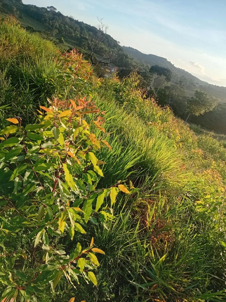 Fazenda com 18000 p eucalipto - Foto 5