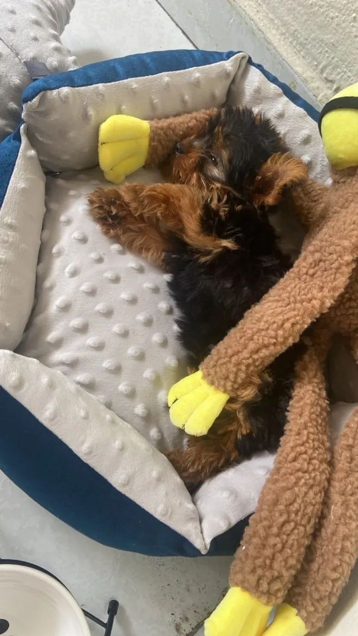 Yorkshire terrier mini - Foto 4