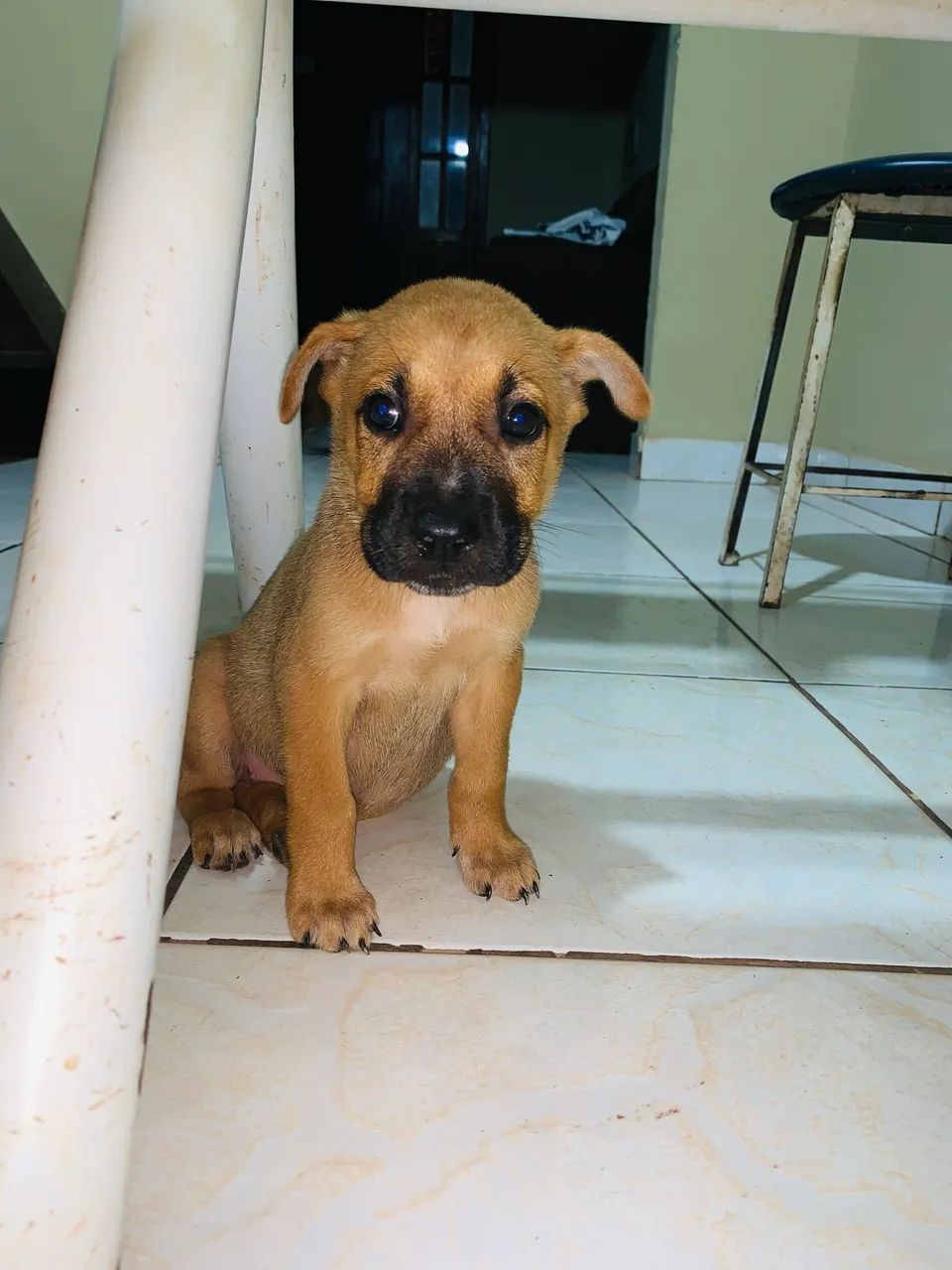 Pitbull com Chowchow - Foto 3