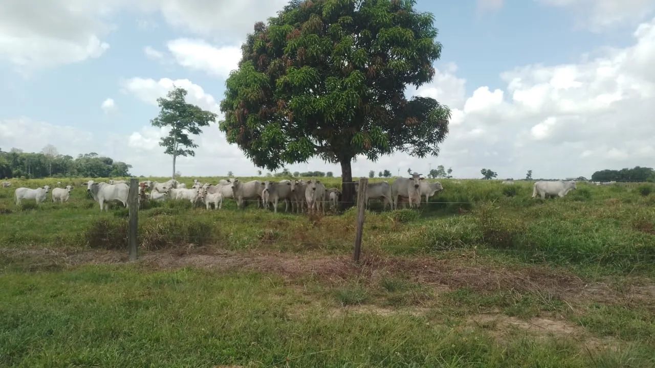 Fazenda em Santa Maria  - Foto 3