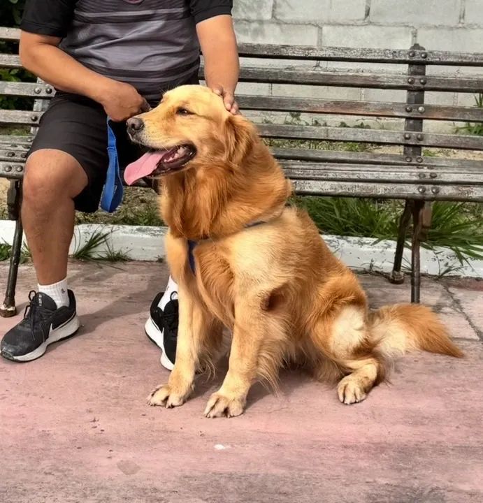 Golden Retriever macho a venda