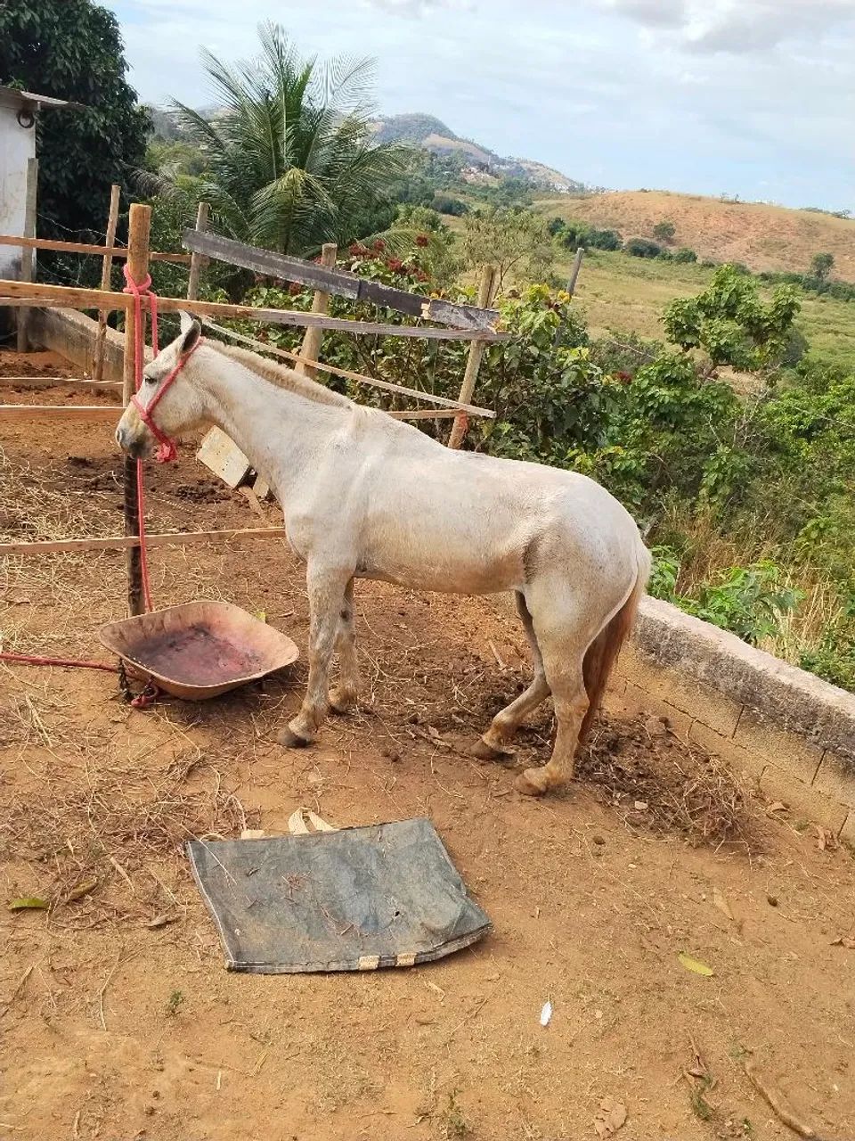 Egua - Foto 3