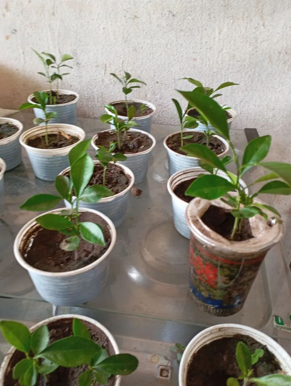 Vendo muda de laranja, coco, abacates etc.. - Foto 3