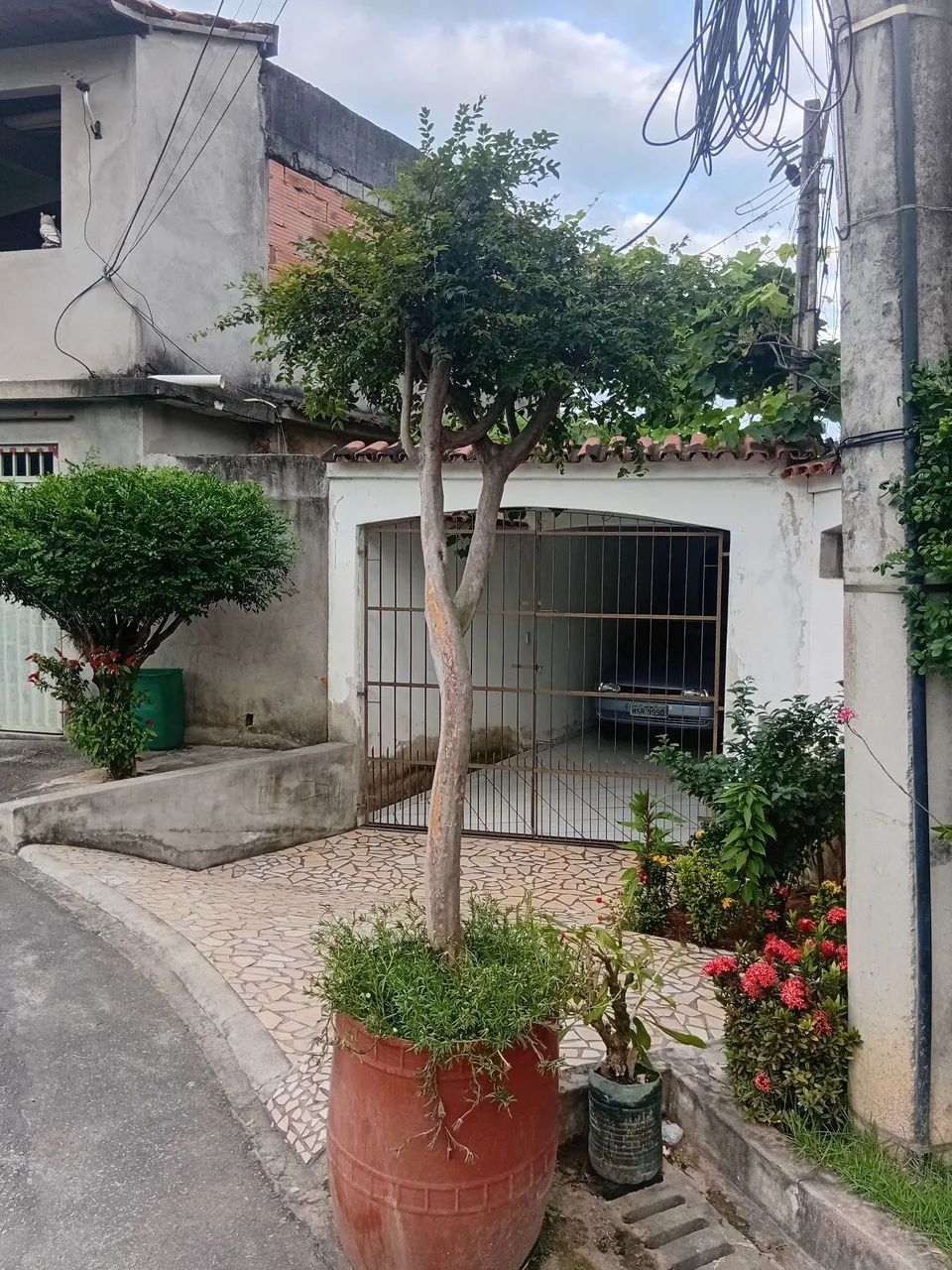 Jabuticaba sabara 