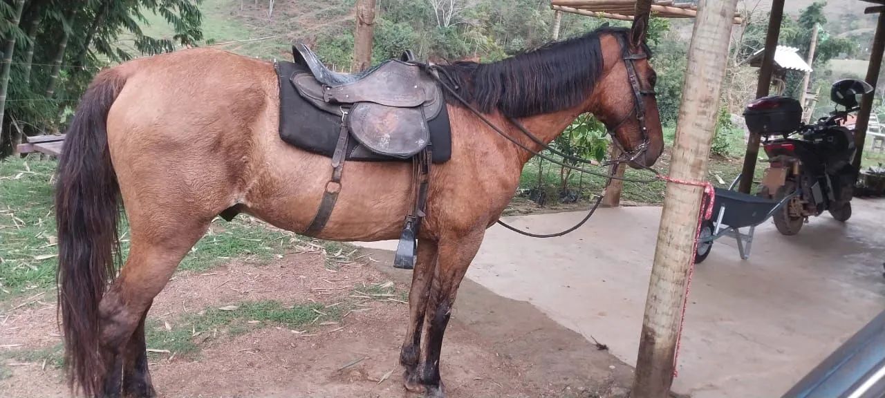 Cavalo  - Foto 3