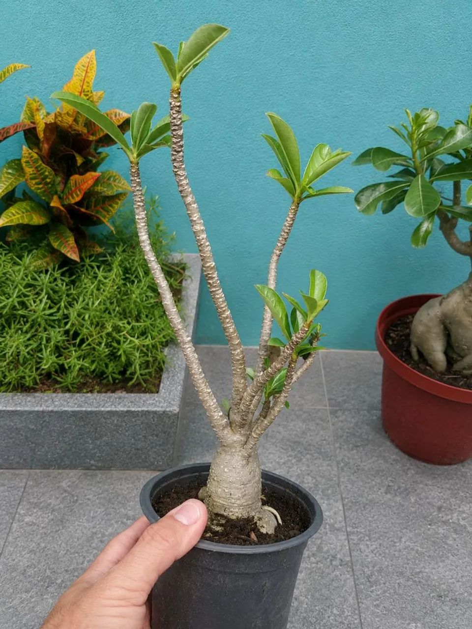 Rosa do Deserto - Foto 2