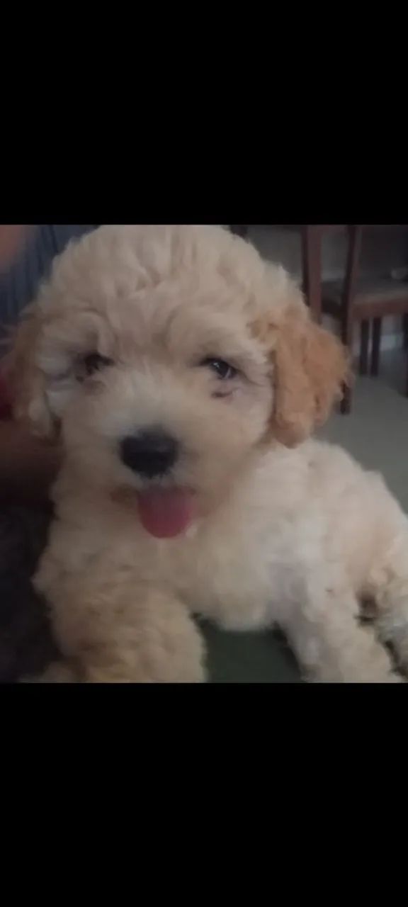 Venda cachorro poodle