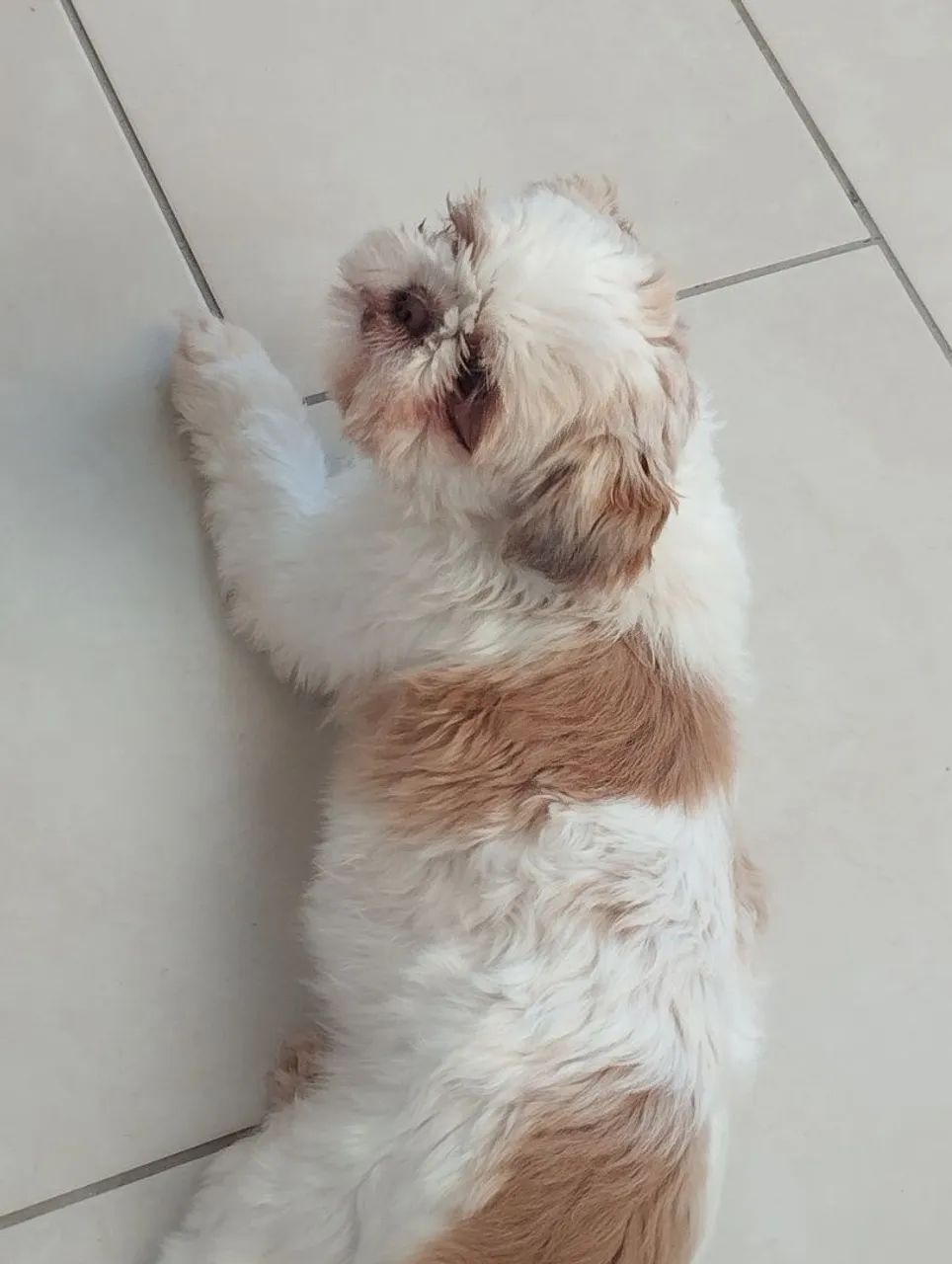 Shihtzu fêmea 600,00 cada  - Foto 5