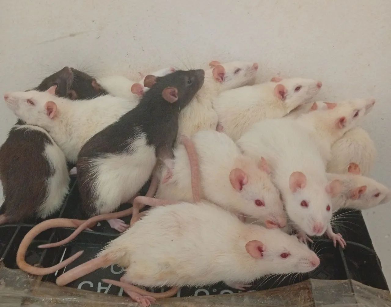 Ratos Twisters  - Foto 2