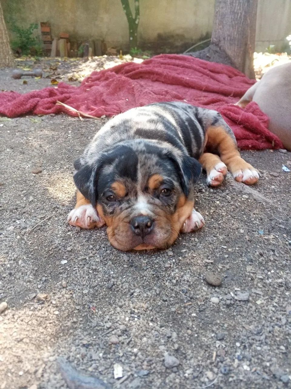 American Bully  fêmea  - Foto 2
