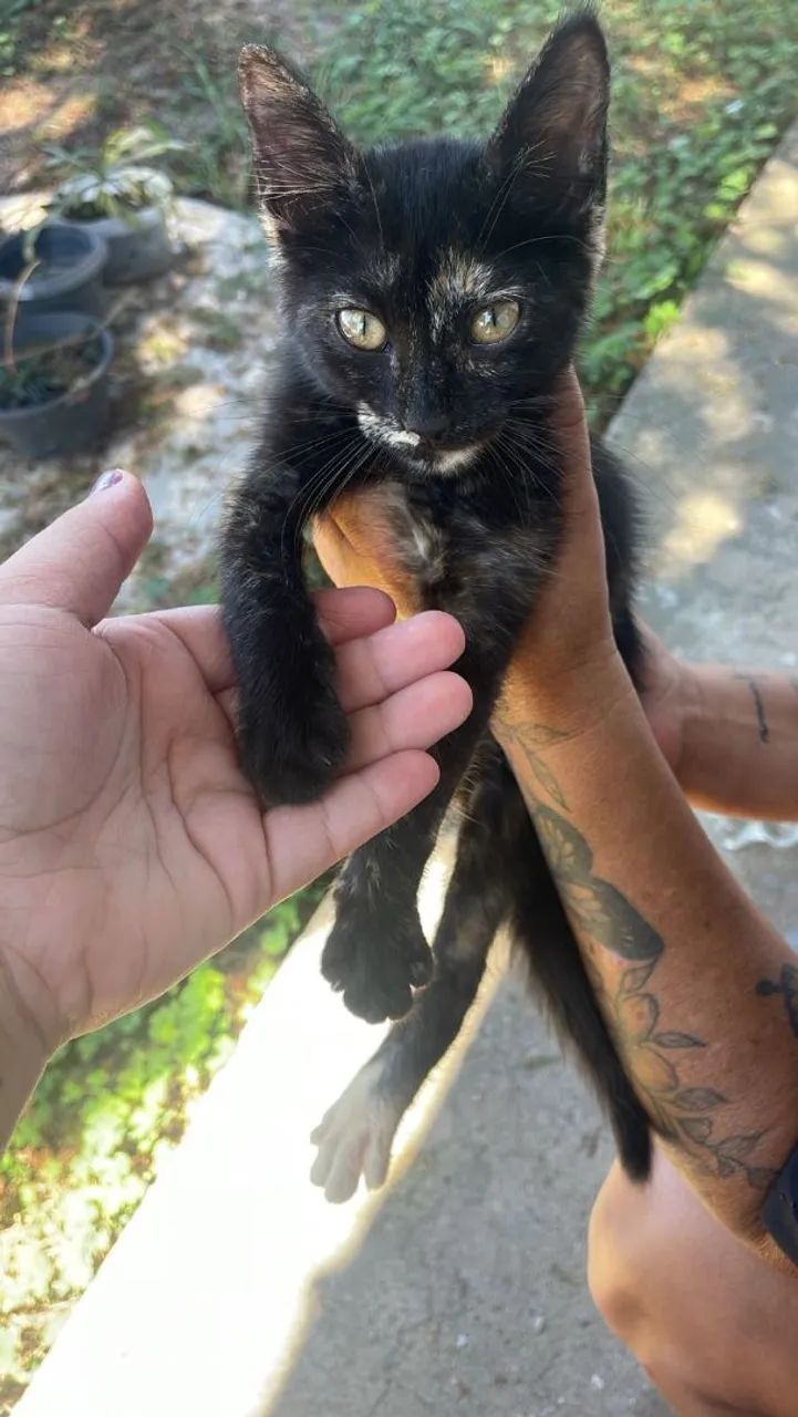 Gatinha para Doação  - Foto 3
