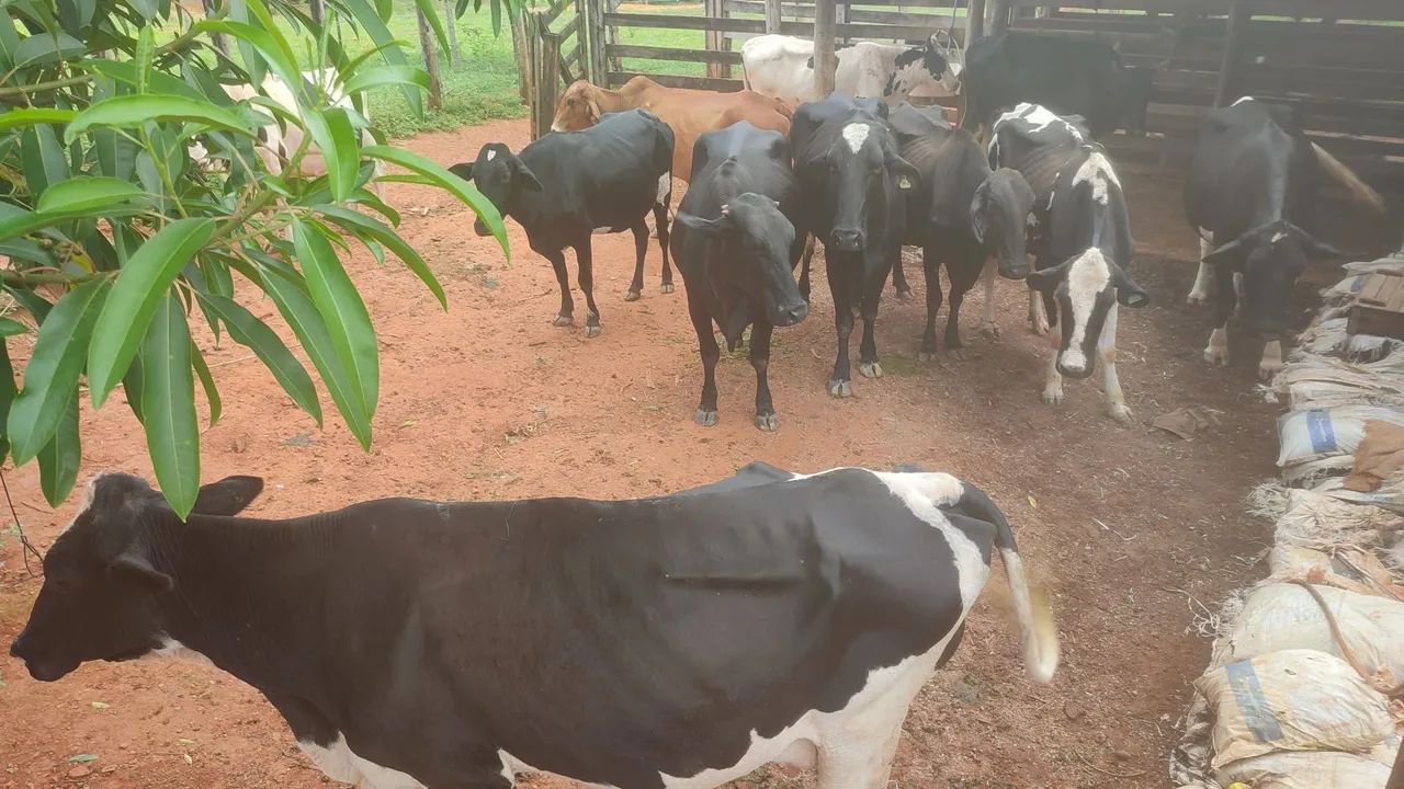 Vacas Girolandas - Foto 4