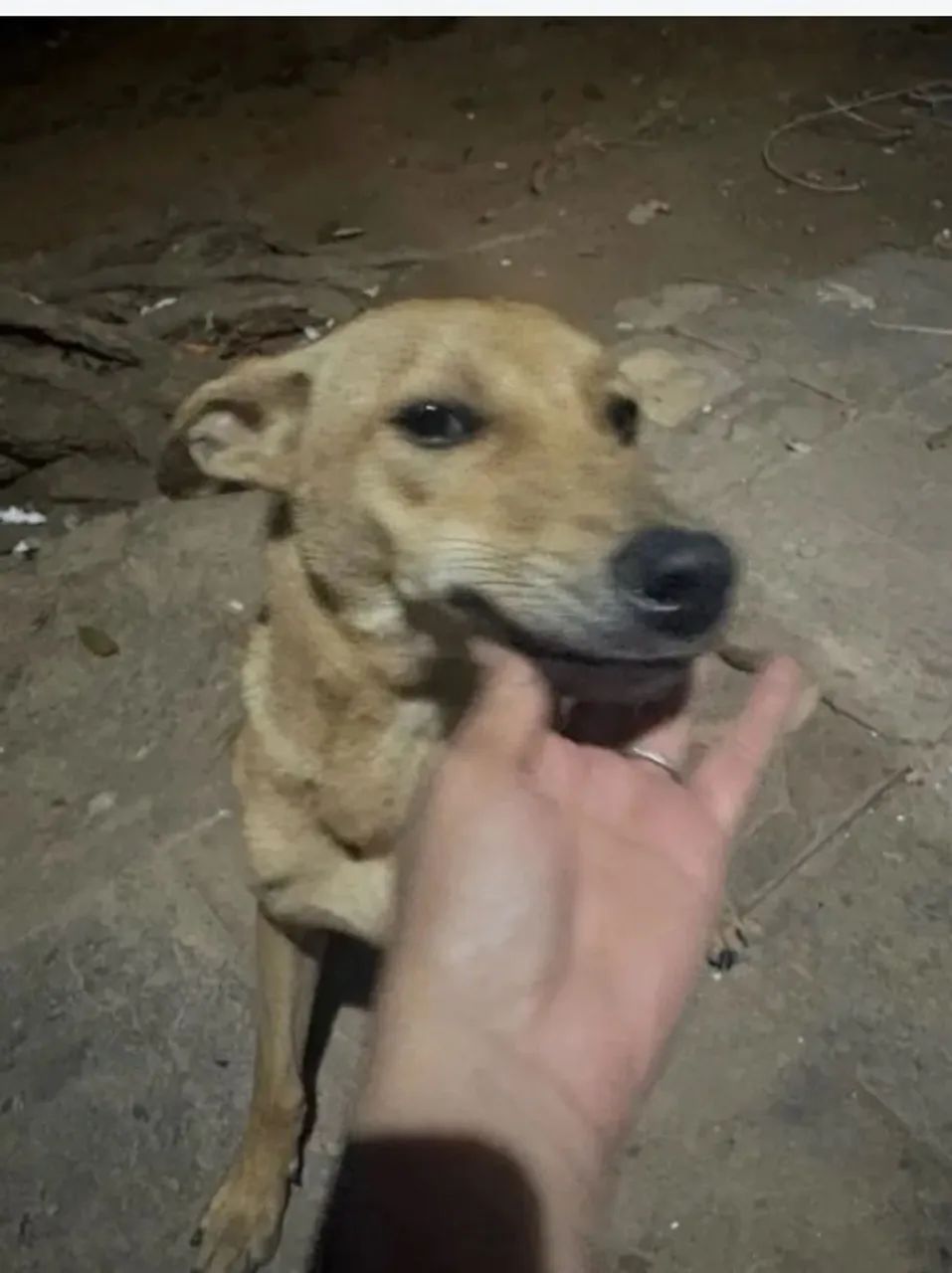 Doação de cachorros - Foto 5
