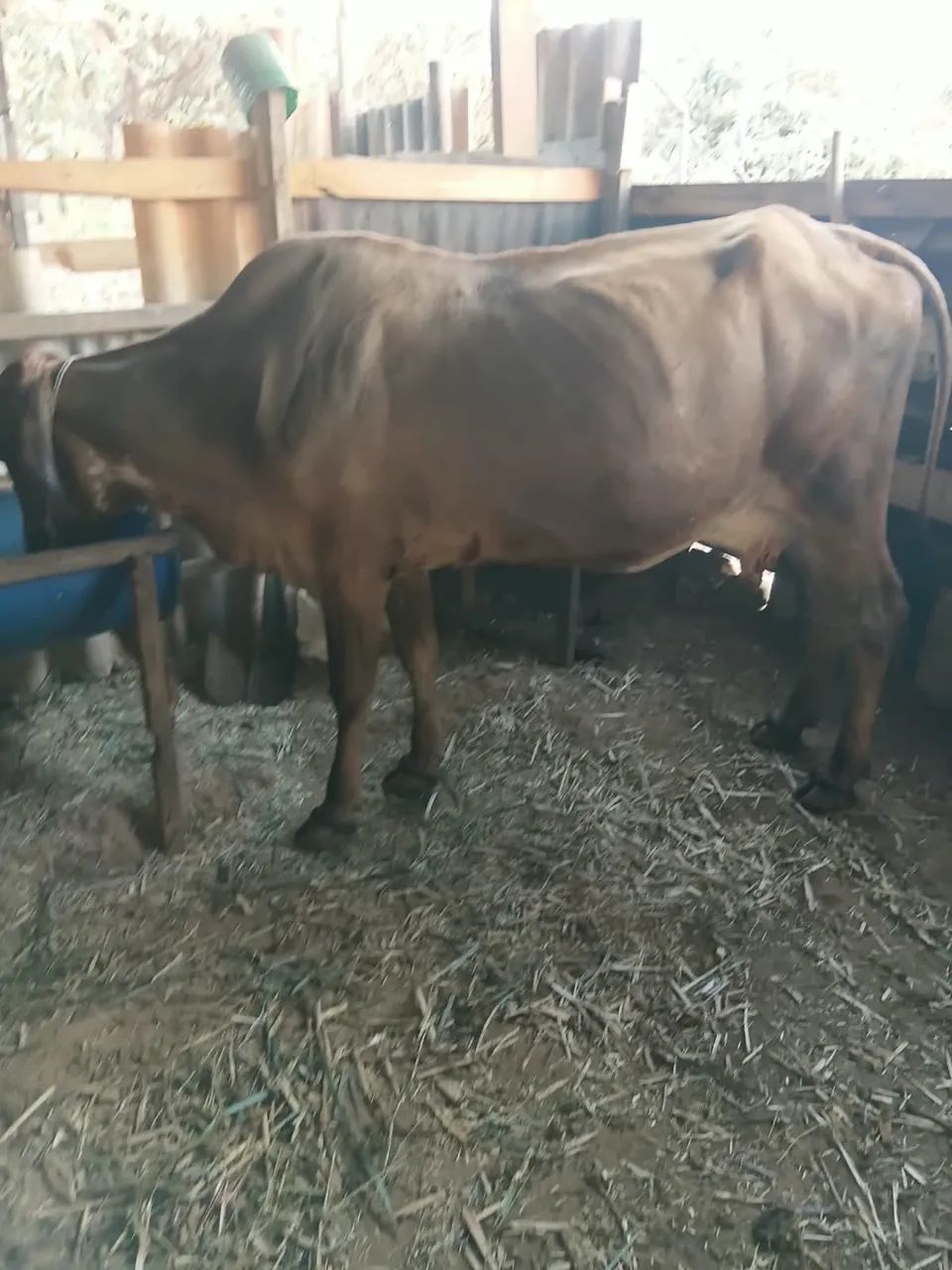 Vaca - Foto 2