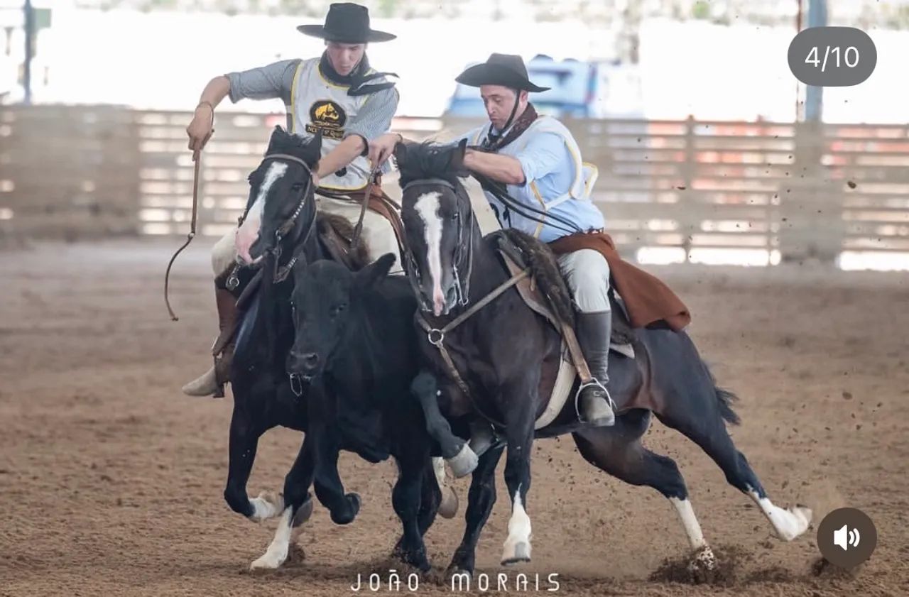 Cavalo Crioulo castrado confirmado  - Foto 2