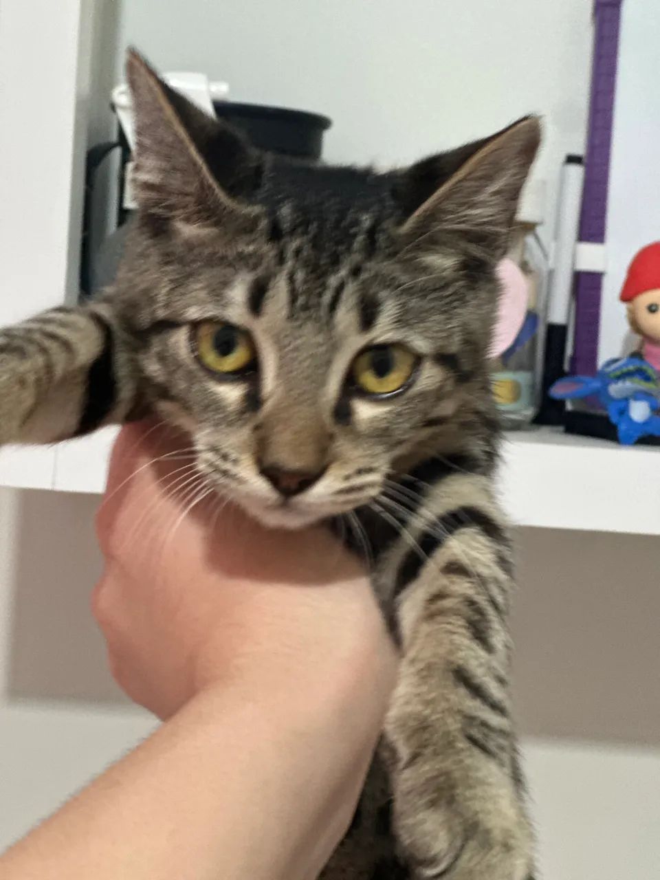 Gato para adoção  - Foto 4