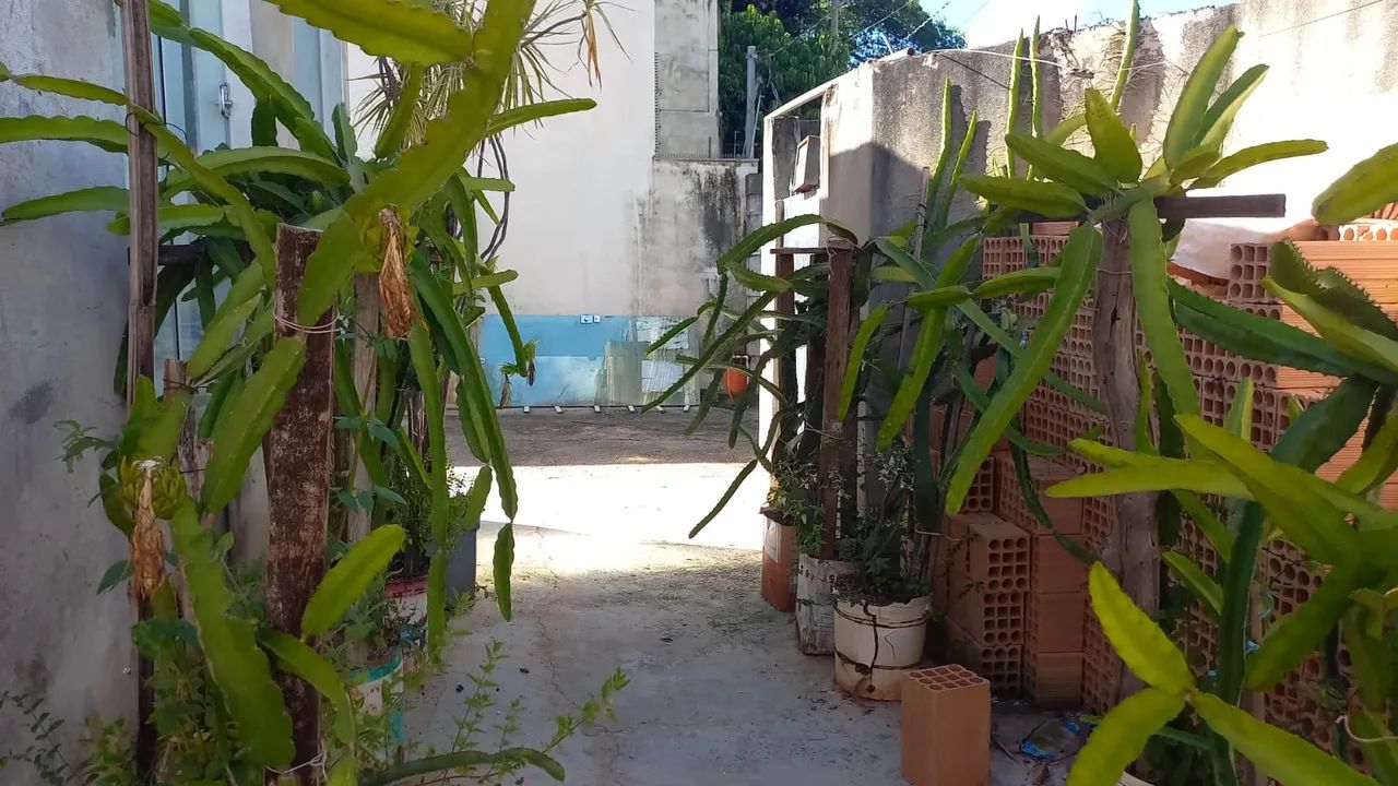 Pés de pitaya