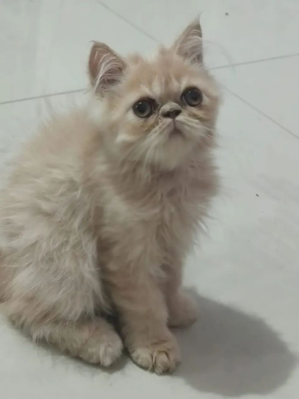 Filhote de gato persa 