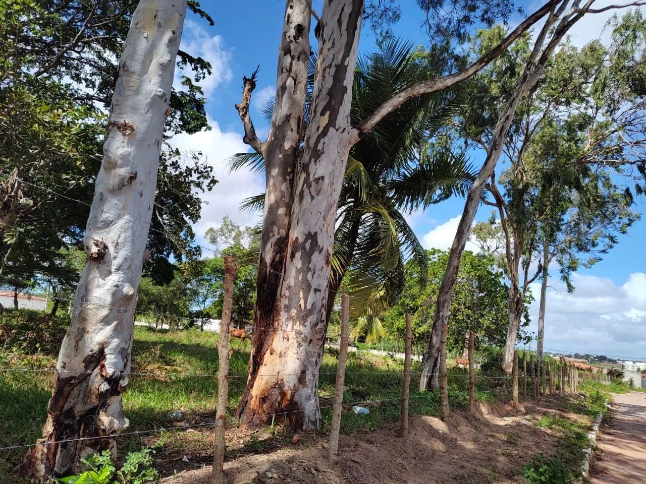 Terreno no cidade das Rosas - Foto 5