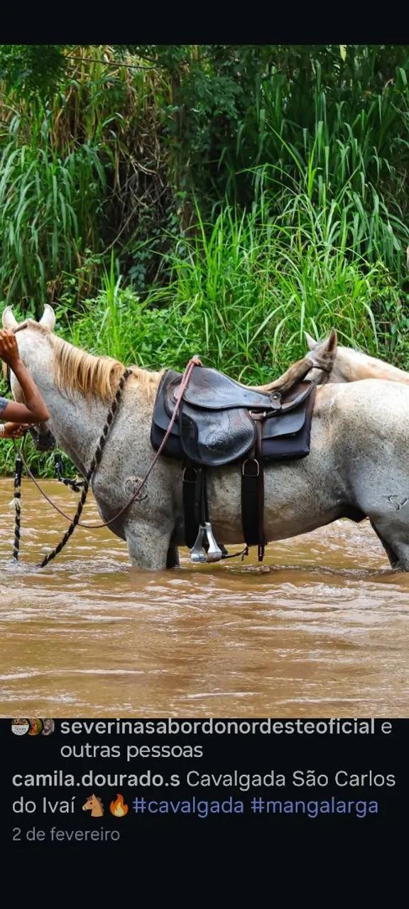 Cavalo  - Foto 4