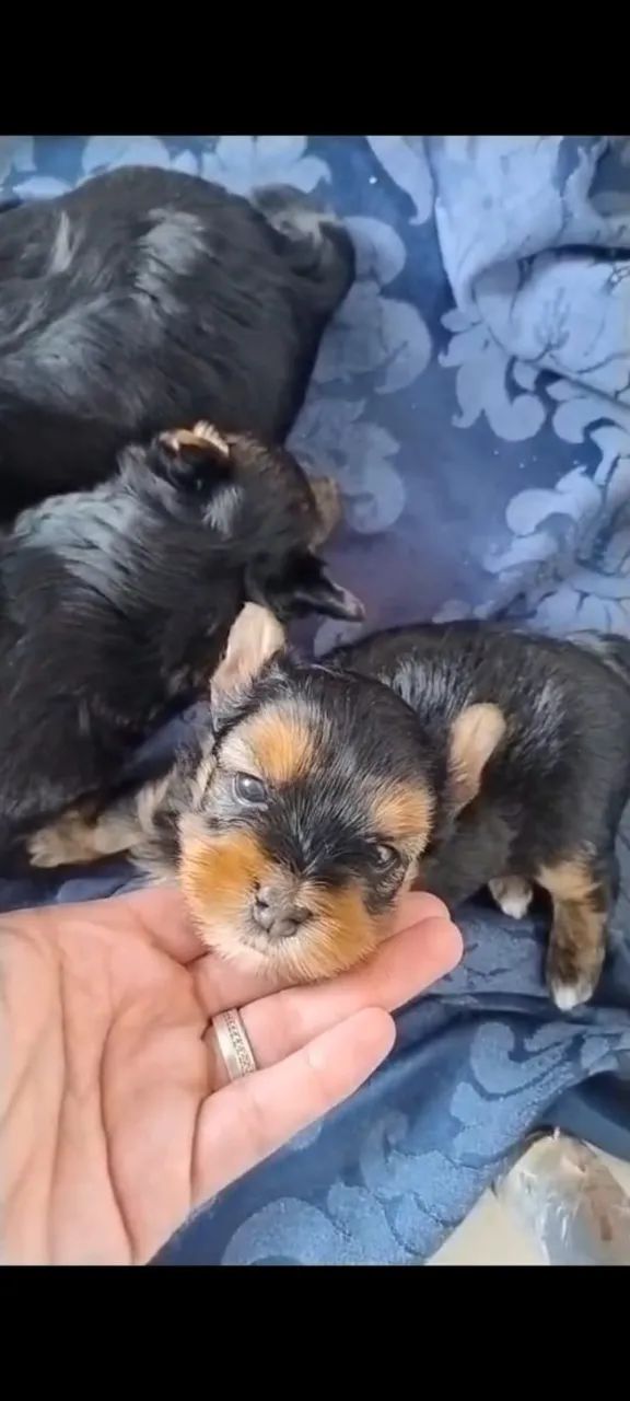 FILHOTES YORKSHIRE TERRIER - Foto 2