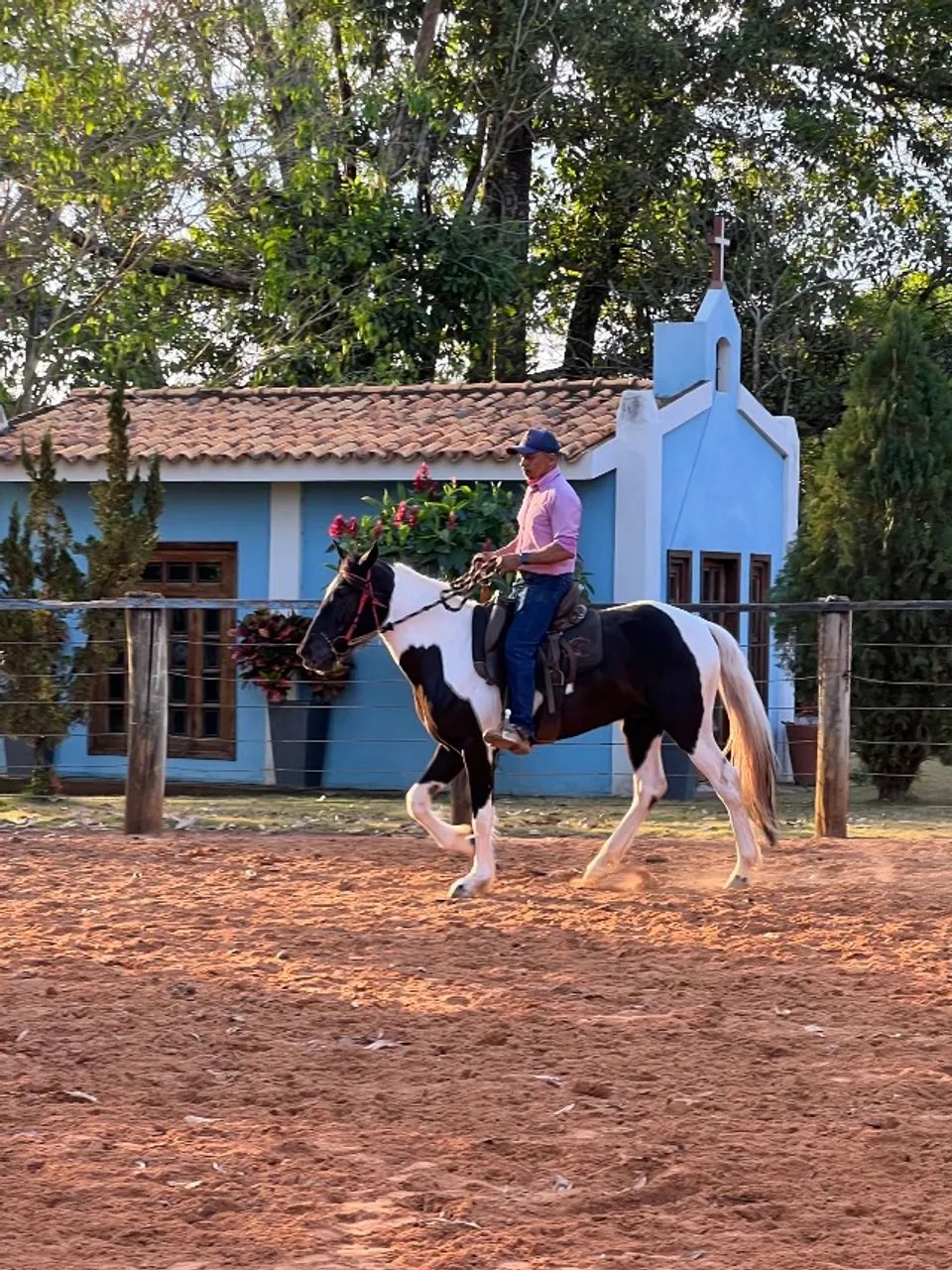 Cavalo - Foto 2