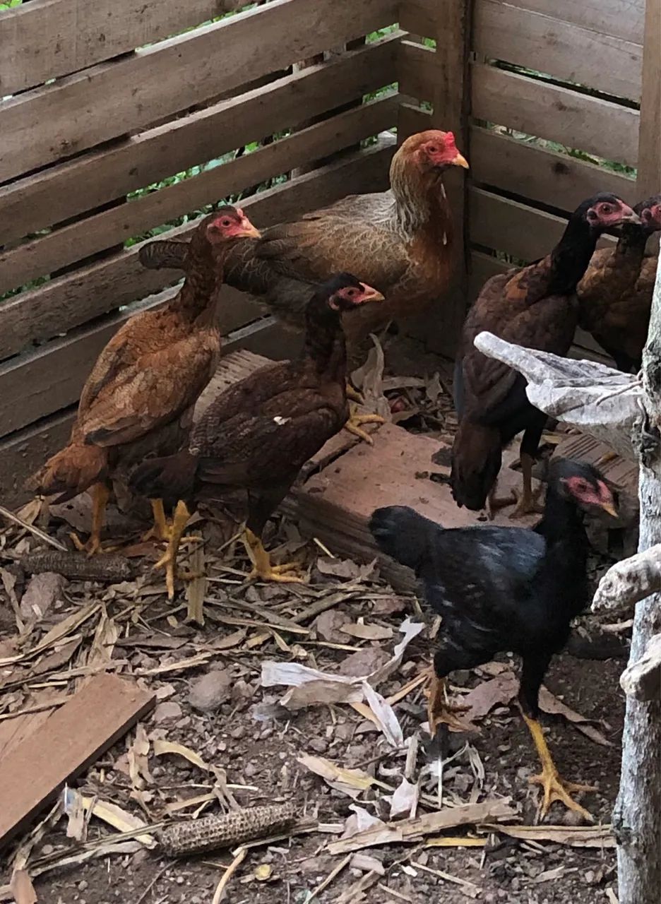 Galo e galinhas índios  - Foto 3