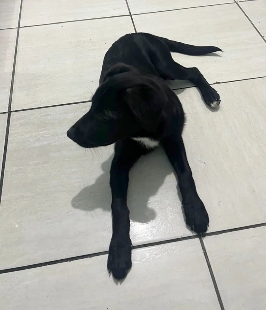 Animais - Foto 2