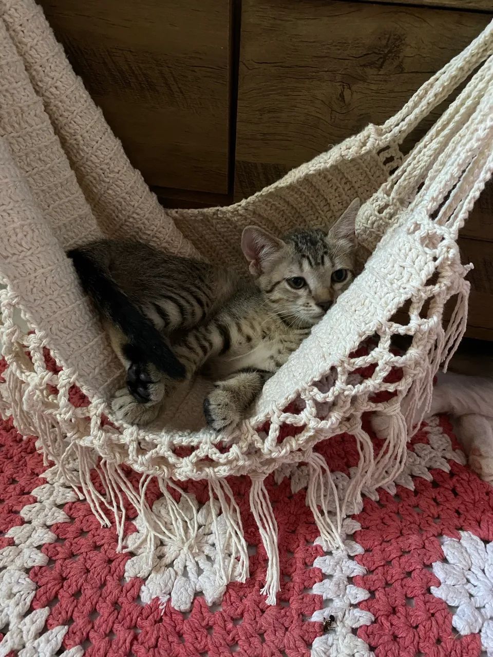 Gatinhos para doação  - Foto 4