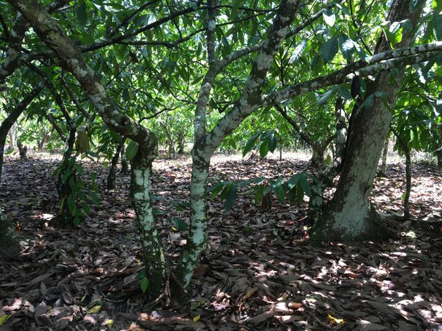 Fazenda de cacau em Ilhéus Bahia na RODOVIA DO CHOCOLATE / Super oportunidade - Foto 6