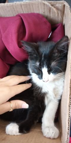 Gatinha para adoção - Foto 2