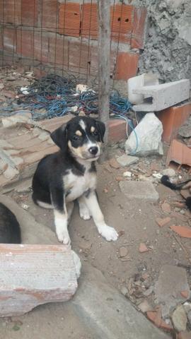 Doação cães vira lata