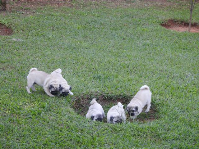 Filhotes De Pug Com GARANTIA - Foto 2