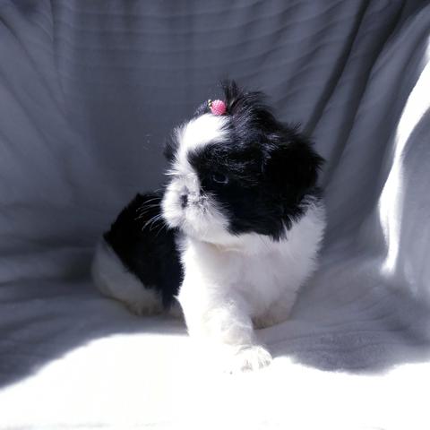 Linda Lhasa Apso Micro, Parcelo em Até 10x!!! - Foto 6