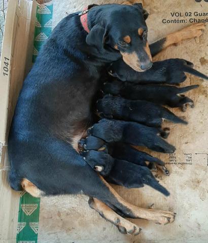 Cachorro