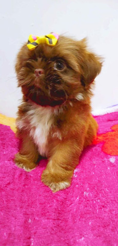 SHIH TZU , fêmeas e machinhos já vacinados e com todas as garantias em contrato.