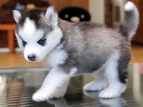 Filhotes de Husky siberiano Macho e fêmea/vermifugados e vacinados - Foto 4