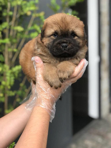 Para alegrar seu dia filhote de Chow-chow disponível - Foto 3