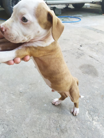 Pitbull - Foto 3