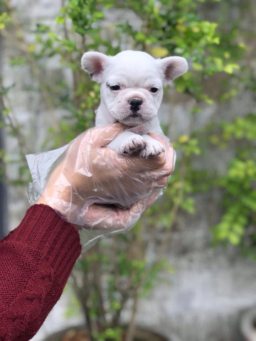 Para alegrar seu dia filhote de Bulldog Francês disponível - Foto 4