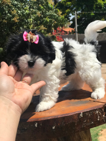 Linda Femêa de lhasa apso disponível pronta entrega - Foto 5