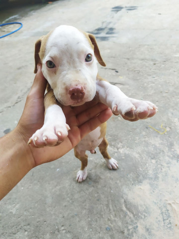 Pitbull