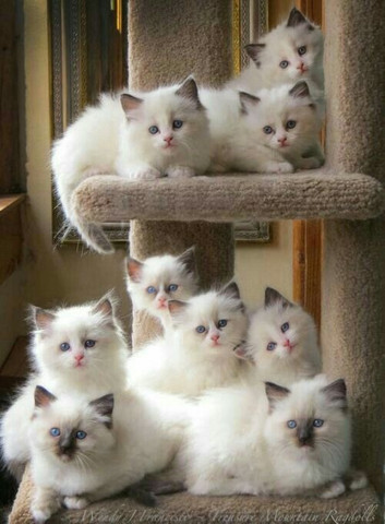 Ragdoll