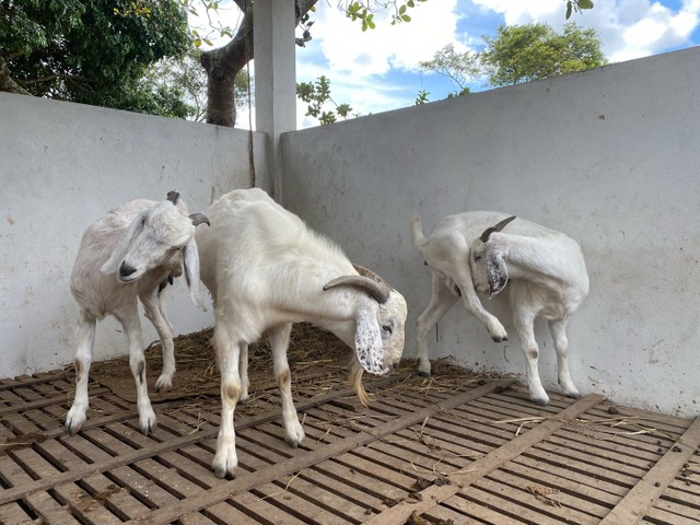 Bode e cabras raça Savana Registrados (1macho e 2 fêmeas)