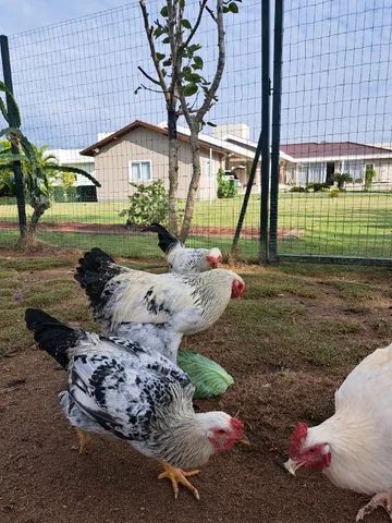 Galos Lindos a Venda