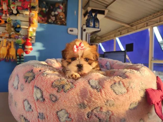 Shih-tzu fêmea na cor tricolor disponível !! - Foto 2