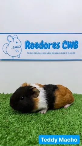 Porquinhos várias raças!  - Foto 5