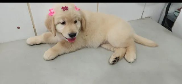 golden muito fofinho a pronta entrega, um pet de família - Cachorros e  acessórios - Pinheiros, São Paulo 1097949230