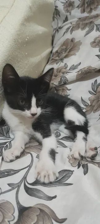 Gatinho preto e branco disponível para adoção - Foto 2